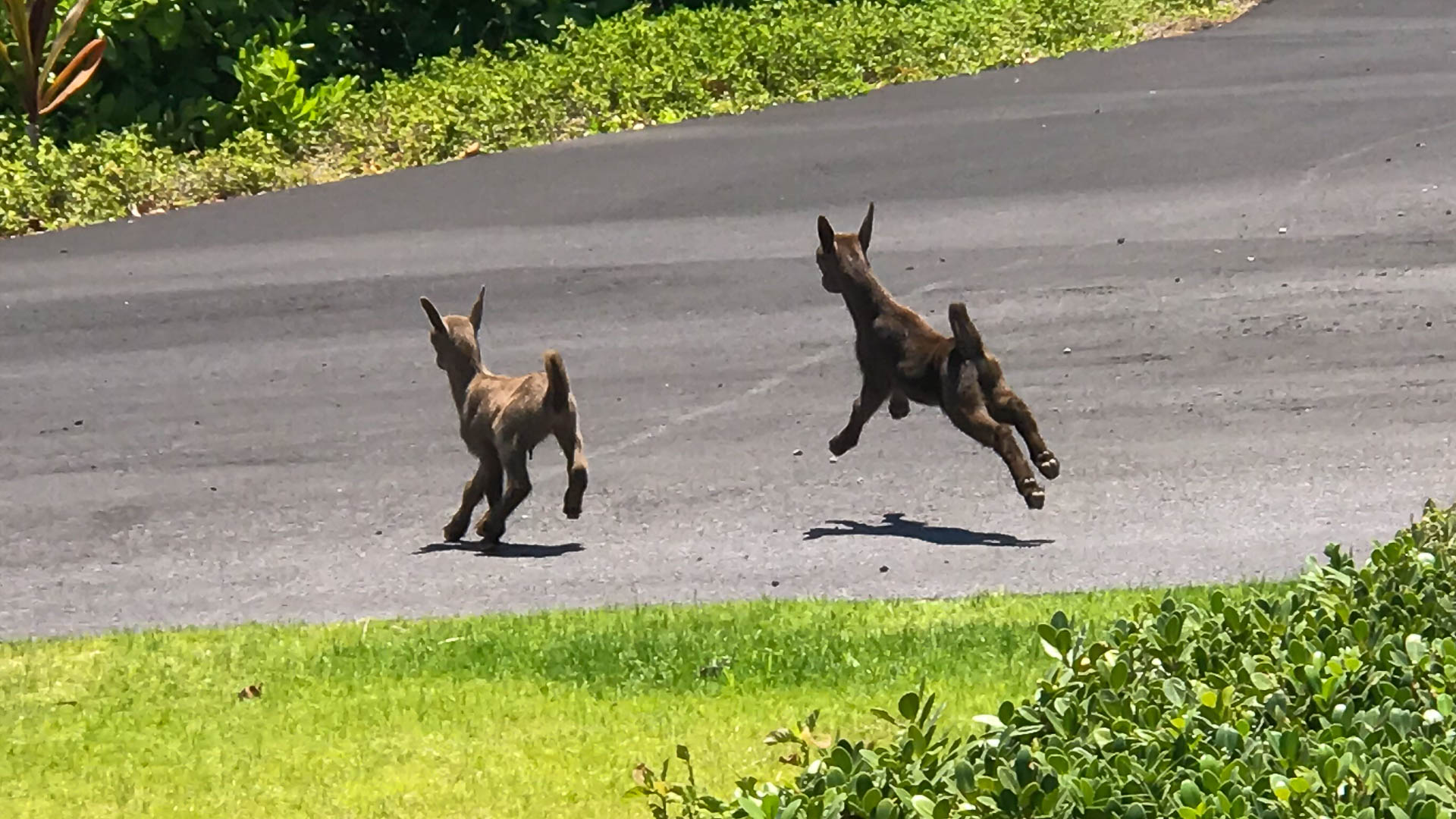 Animals Paradise in Hawaii
