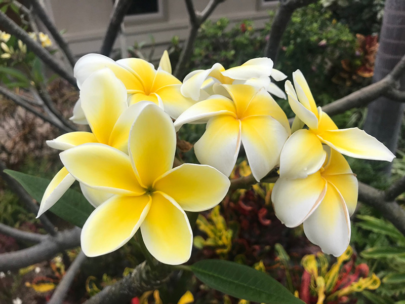 Traditional Airport Lei Greeting on Kona Hawai'i 2024 - Big Island