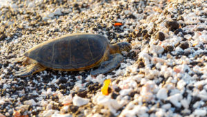 honu on the beach
