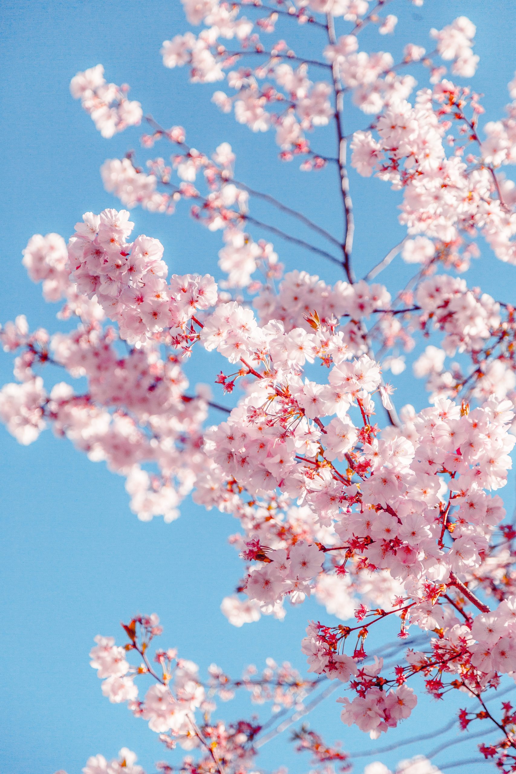 Waimea Cherry Blossom Festival Paradise in Hawaii